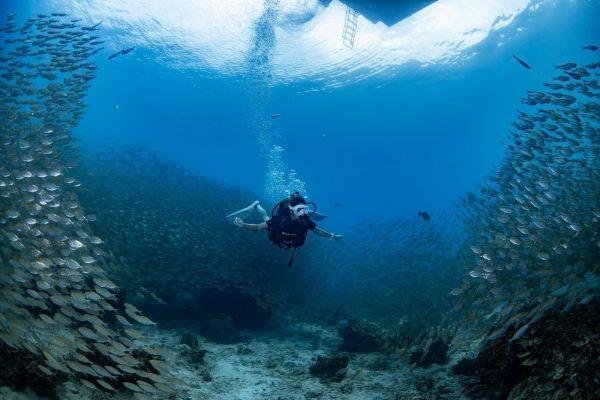 Diving Koh Samui Thailand Silent Divers PADI Open Water Diver Fish